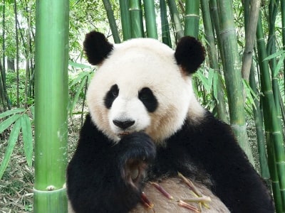 SEO: Google startet Panda 4.0 Update